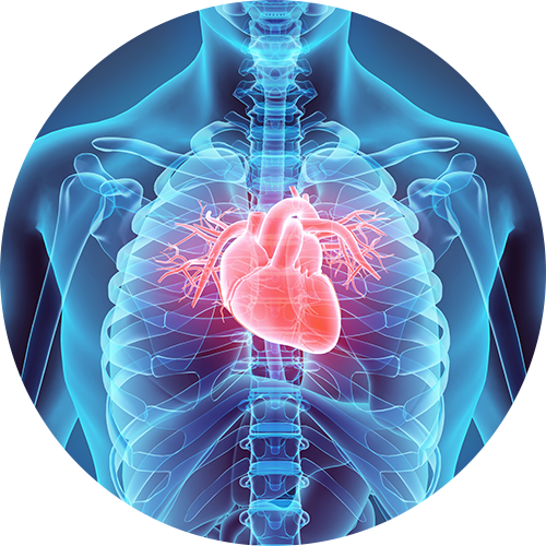 heart